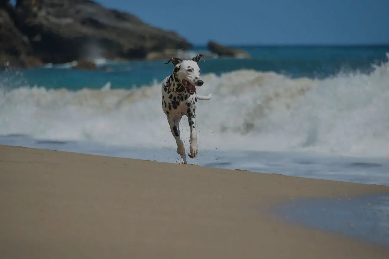 Perro corriendo en la playa de Brisa Marina, Costa Rica.